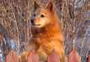 Karelian-fiński husky. Opis, funkcje, pielęgnacja i cena rasy