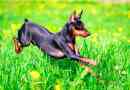Dwarf pinscher - plus i cons rasy