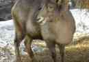 Kazachstan górski baran - arhar