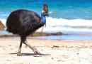 Cassowary