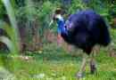 Cassowary