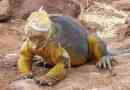 Concomfort - galapagos iguana