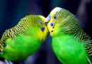 Karmienie, opieka, zapobieganie chorobom falistym papugami