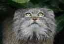Cat manul