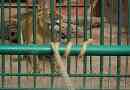 Krasnojarsk zoo odpowiada konkurencji zaostrzania liny z lions