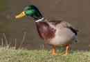 Mallard