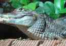 Crocodile cayman - reptile tuż z ameryki