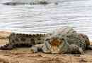 Crocodile nile