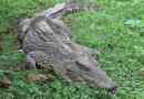 Kubański krokodyl