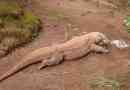 Największe jaszczurki na ziemi - listę, tytuły, opis i zdjęcia