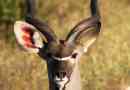 Kudu