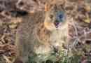 Quokka jest najszczęśliwszym zwierzęciem na planecie?