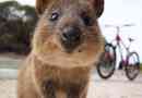 Quokka - uśmiechnięte zwierzę