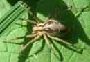 Labirynt spider