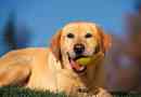 Labrador retriever: co to jest rasa?