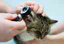 Leczenie roztoczy usznych na koty w domu