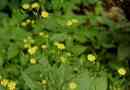 Seplewort