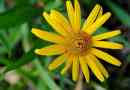 Arnica gorna