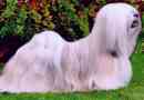 Lhasky apso (lhasa apso). Opis rasowy, psy psy
