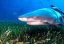 Shark cytryny