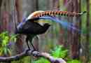 Lyrebird