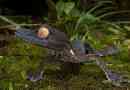Lishawn madagaskar gecko - loves of terariars
