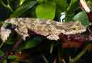 Vopastedehyded gecko - latający gad