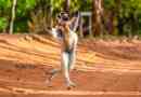Madagaskar lemur wykazał chód króla juliany