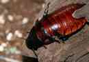 Madagaskar cockroach