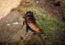 Madagaskar cockroach