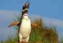 Magellan penguin: zdjęcia ptaków, wszystkie informacje