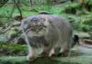 Manul