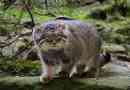 Manul