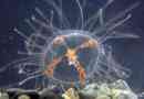 Krzyż medusa. Jakie jest to zwierzę?