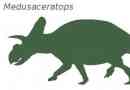 Meduseaceratops