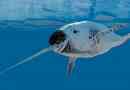 Narval (sea unicorn)