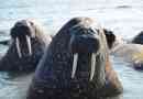 Atlantic walrus