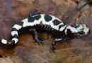Marmurowa ambistoma, ona jest również salamandą pasową