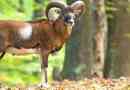 Mouflon