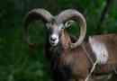 Mouflon