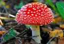 Amanita red