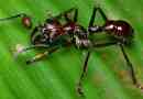 Bullet ant