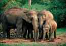Sri lanka zipper zabił cztery słonie