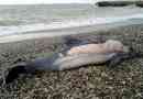 Martwe delfiny znalezione na plażach soczi