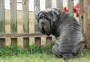 Neapolitan mastiff lub mastino neapolitano