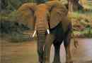 Trochę o słonia