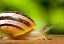 Niezwykła struktura ślimaka