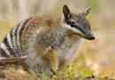Numbat - starożytne zwierzę bojowe