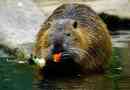 Nutria