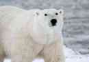 Czy niedźwiedzie polarne mieszkają na południowym biegunie?